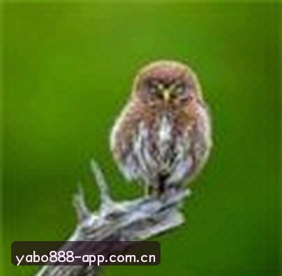 林小雅